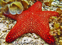 I found this brilliant red Sea Star about 3 meters deep i... by Malia Beggs 